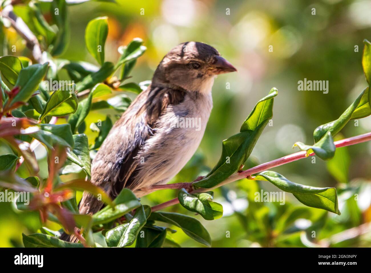 Passer domesticus p domesticus hi-res stock photography and images - Alamy