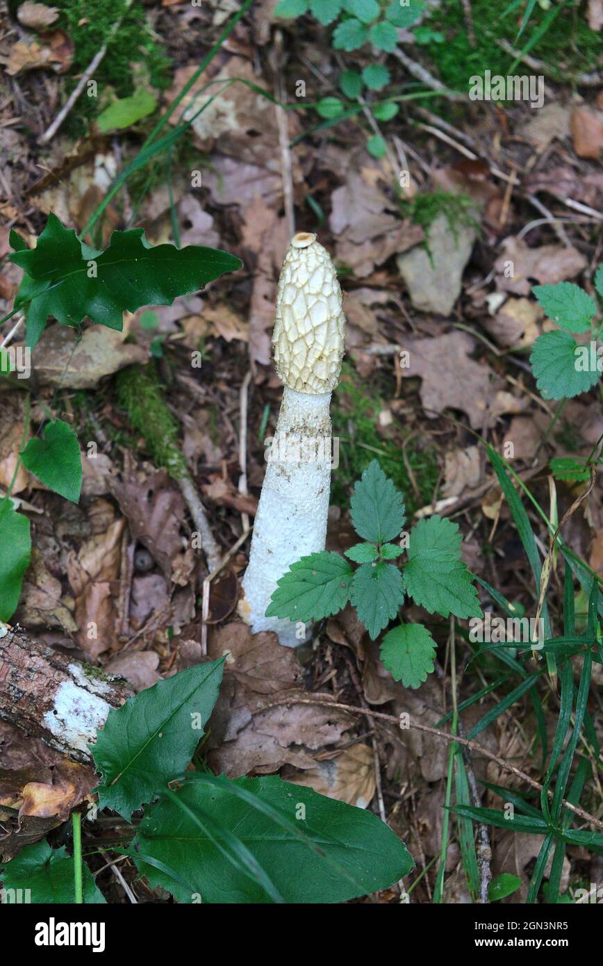 Stinky satyr (Phallus impudicus), phallaceous, in forest. Stock Photo