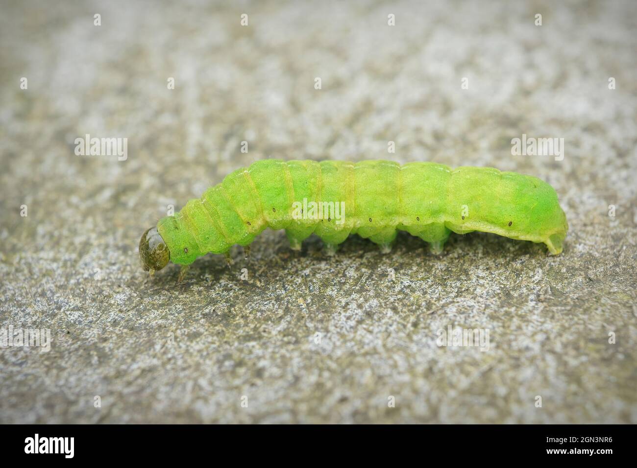 Closeup on the green caterpillar of the angle shades moth, Phlogophora