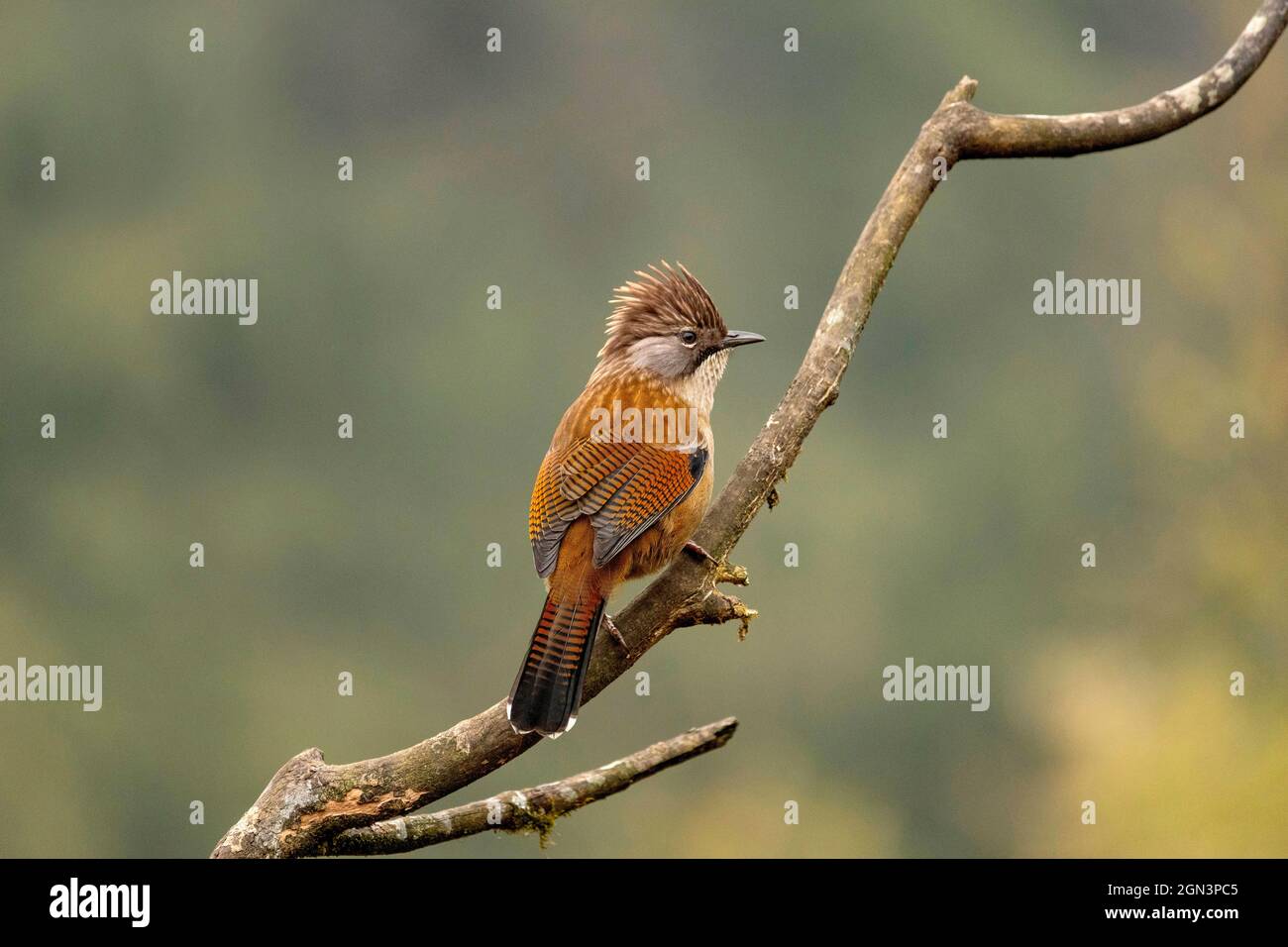 Hoary-throated Barwing, Actinodura nipalensis, Singhalila National Park, West Bengal, India Stock Photo