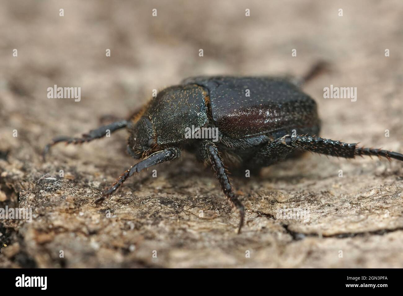 Closeup on the Welsh Cafer beetle, Hoplita philanthus Stock Photo