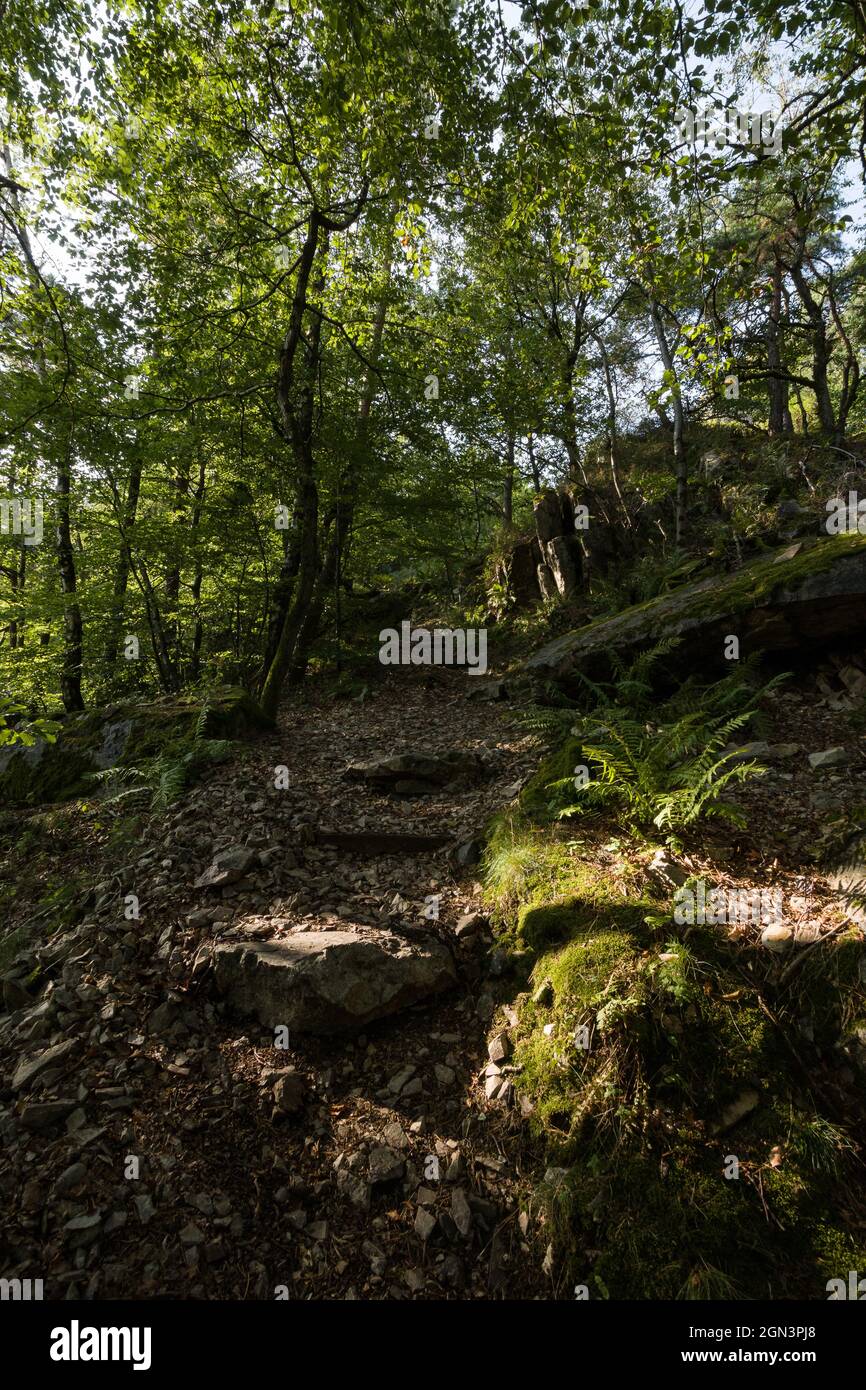 Wilderness wood hi-res stock photography and images - Alamy