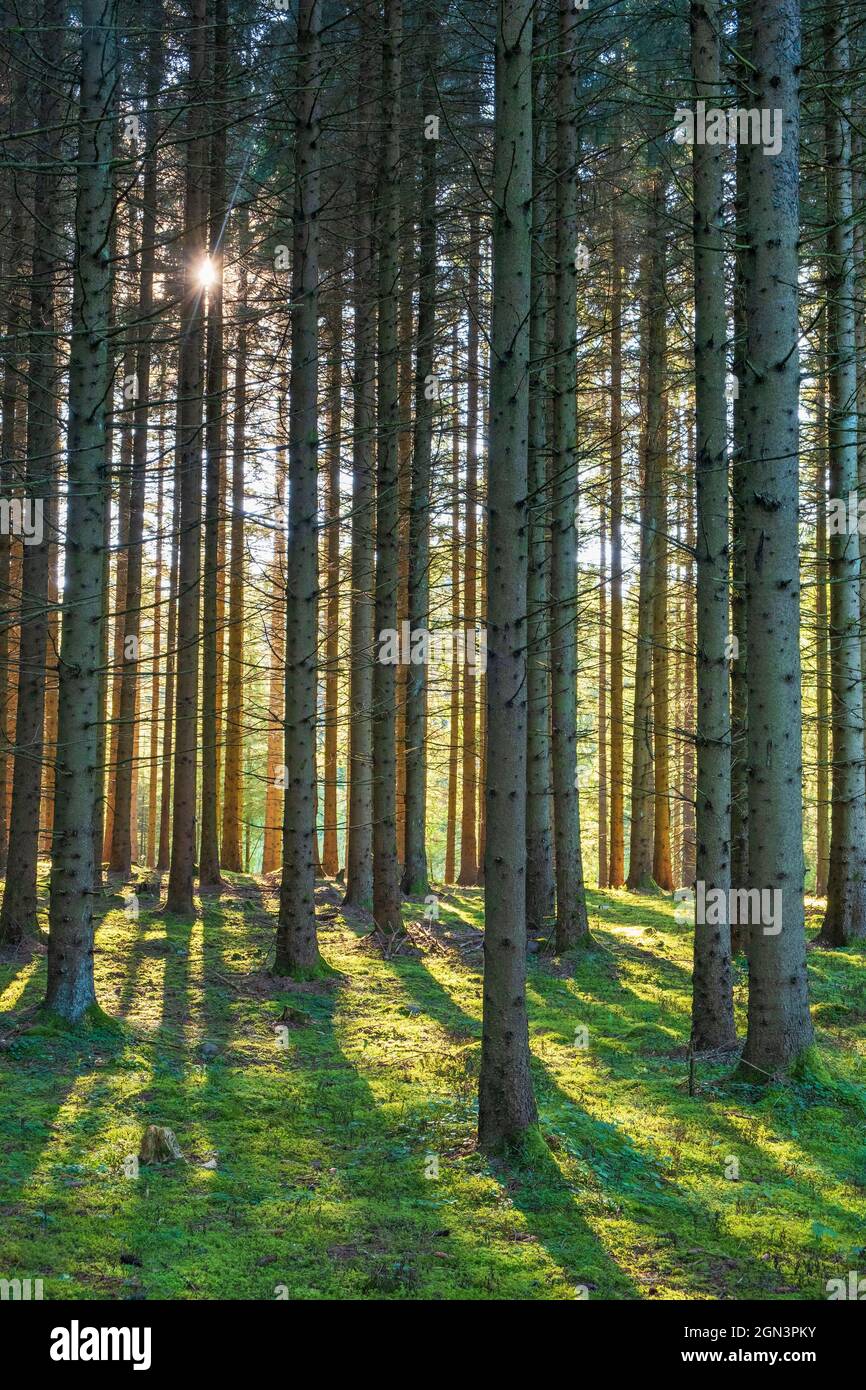 Coniferous forest in back light with shadows and tree trunks Stock Photo