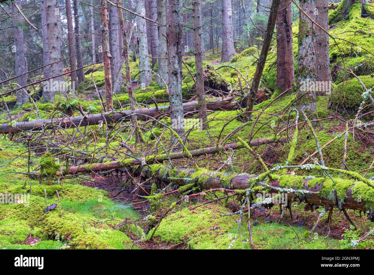 Fallen trees in the woodland Stock Photo
