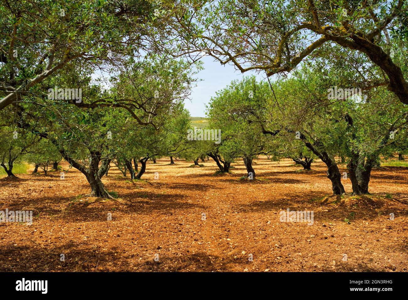 Olive trees Olea europaea in Crete, Greece for olive oil production