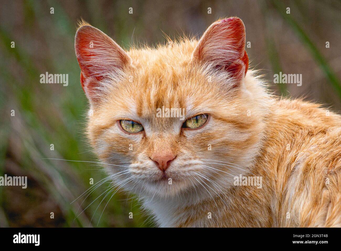 Street cat on a rainy day Stock Photo