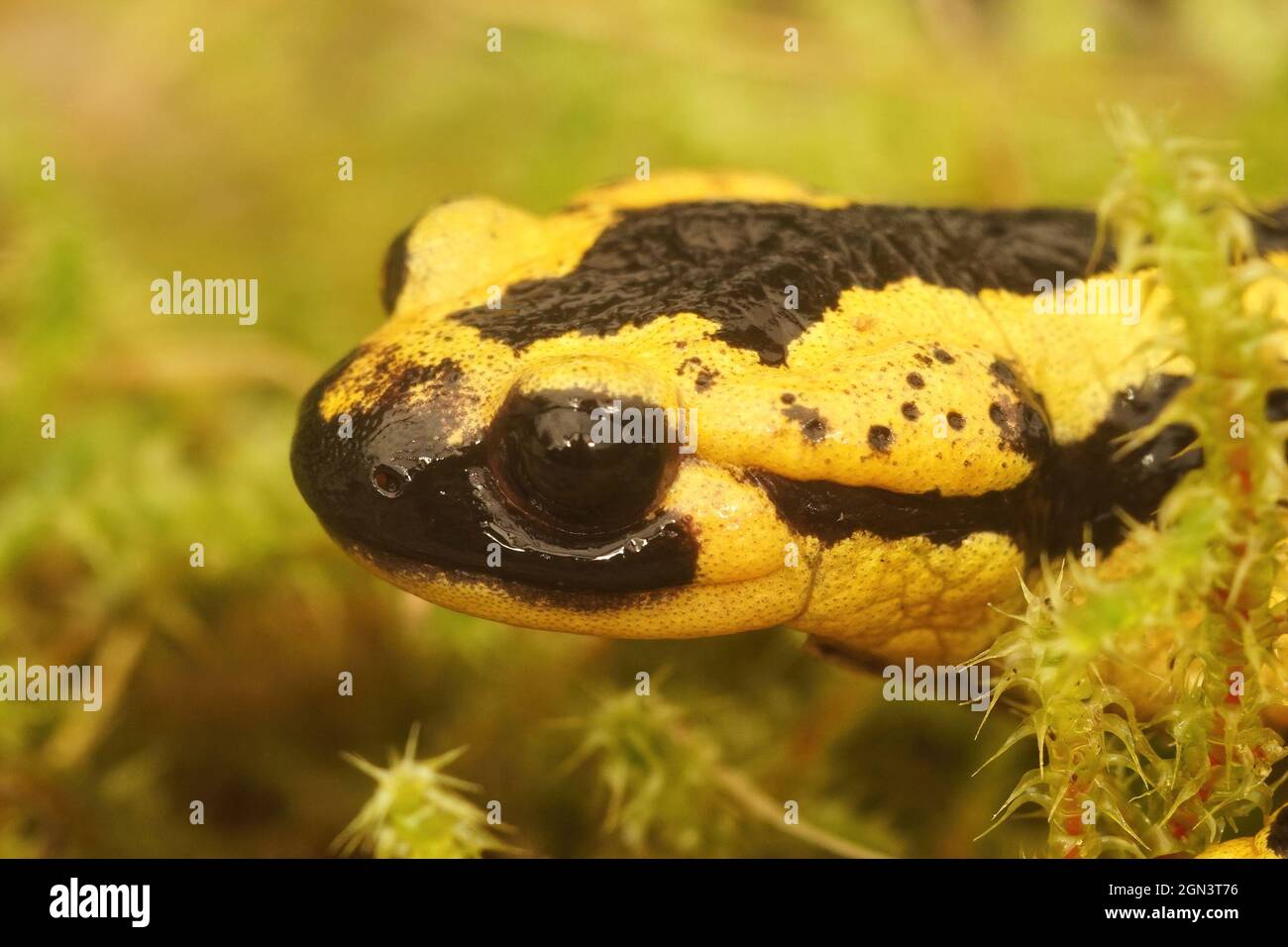 Closeup on the Spanish Tendi Valley fire salamander, salamandra bernardezi Stock Photo