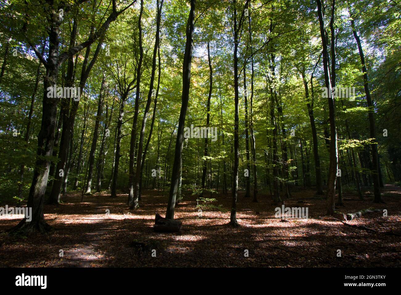 Wilderness tree hi-res stock photography and images - Alamy