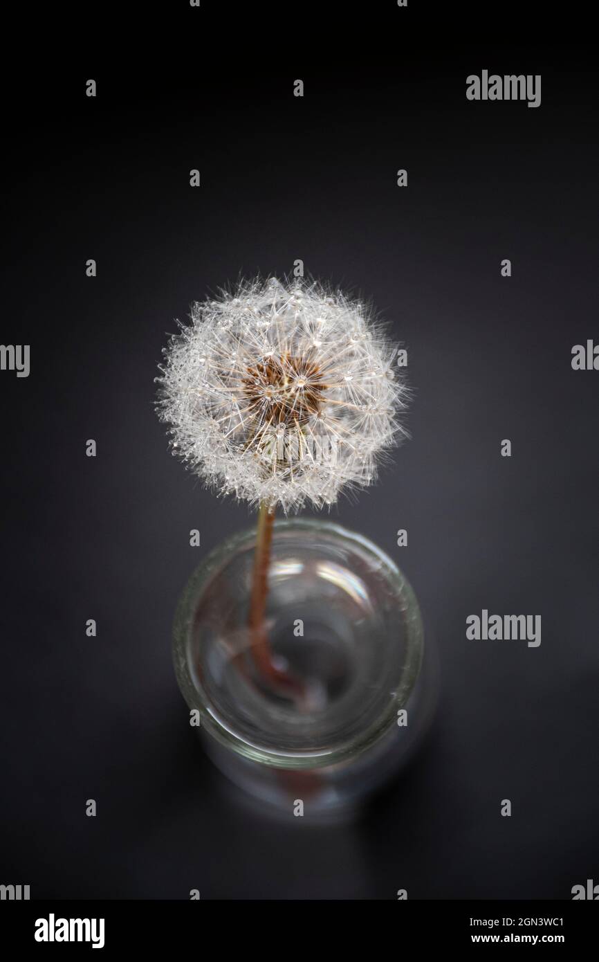 Still life of a dew covered dandelion in a vase with a black background Stock Photo