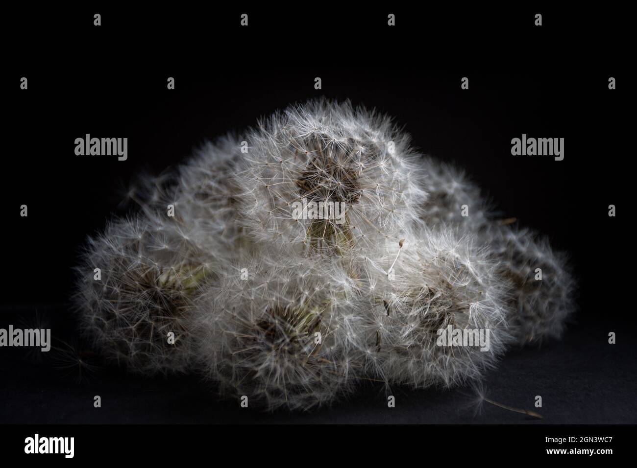 A still life of dandelion seed heads piled up in a pyramid, with a black background Stock Photo
