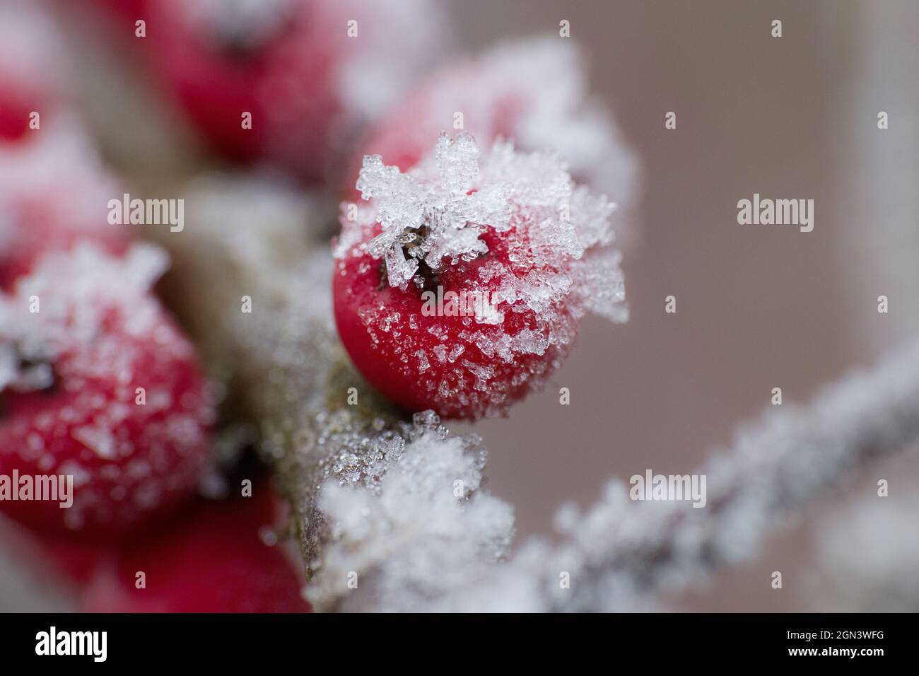 Frozen plants, first frost in winter Stock Photo Alamy