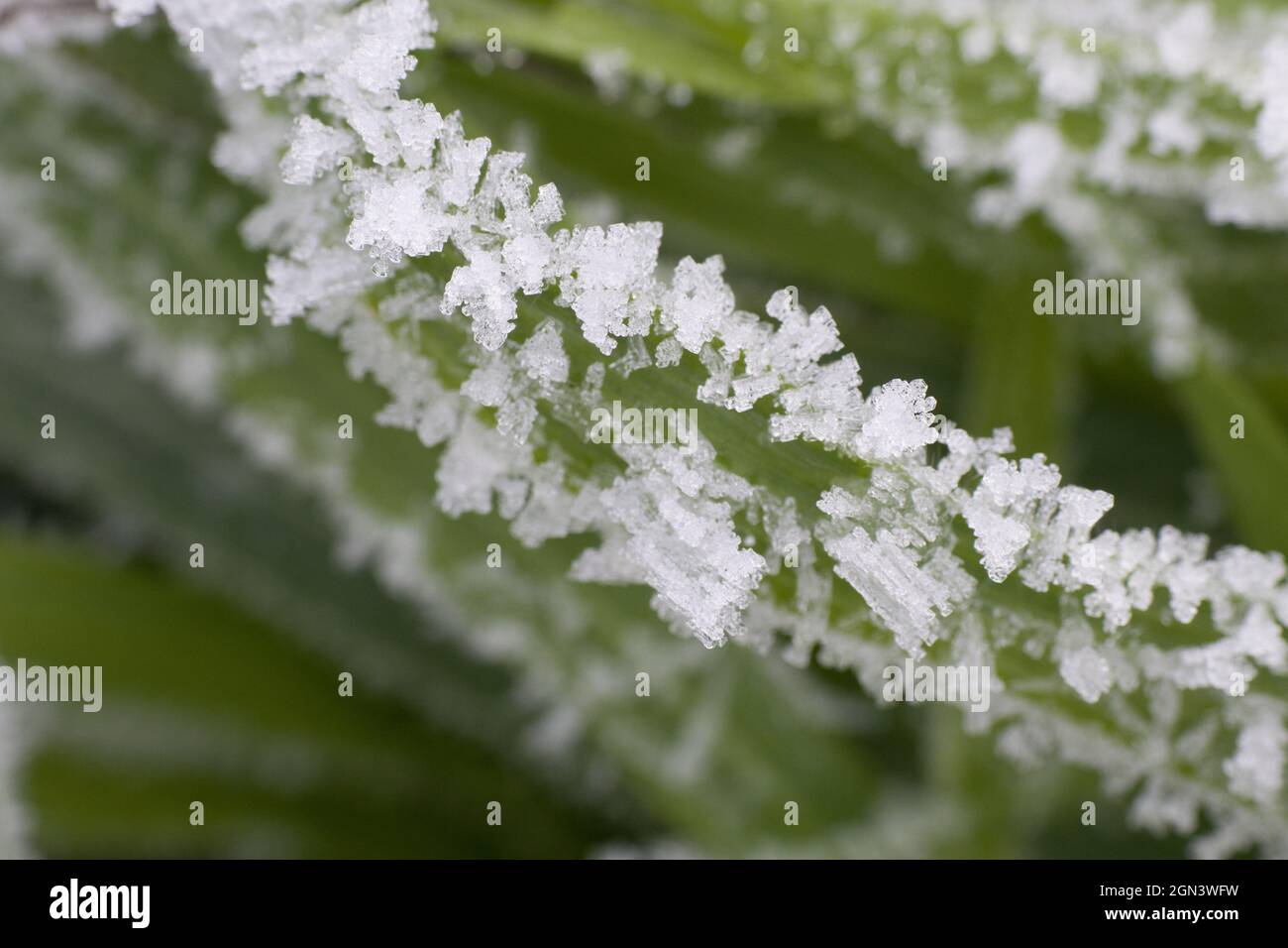 Frozen plants, first frost in winter Stock Photo Alamy