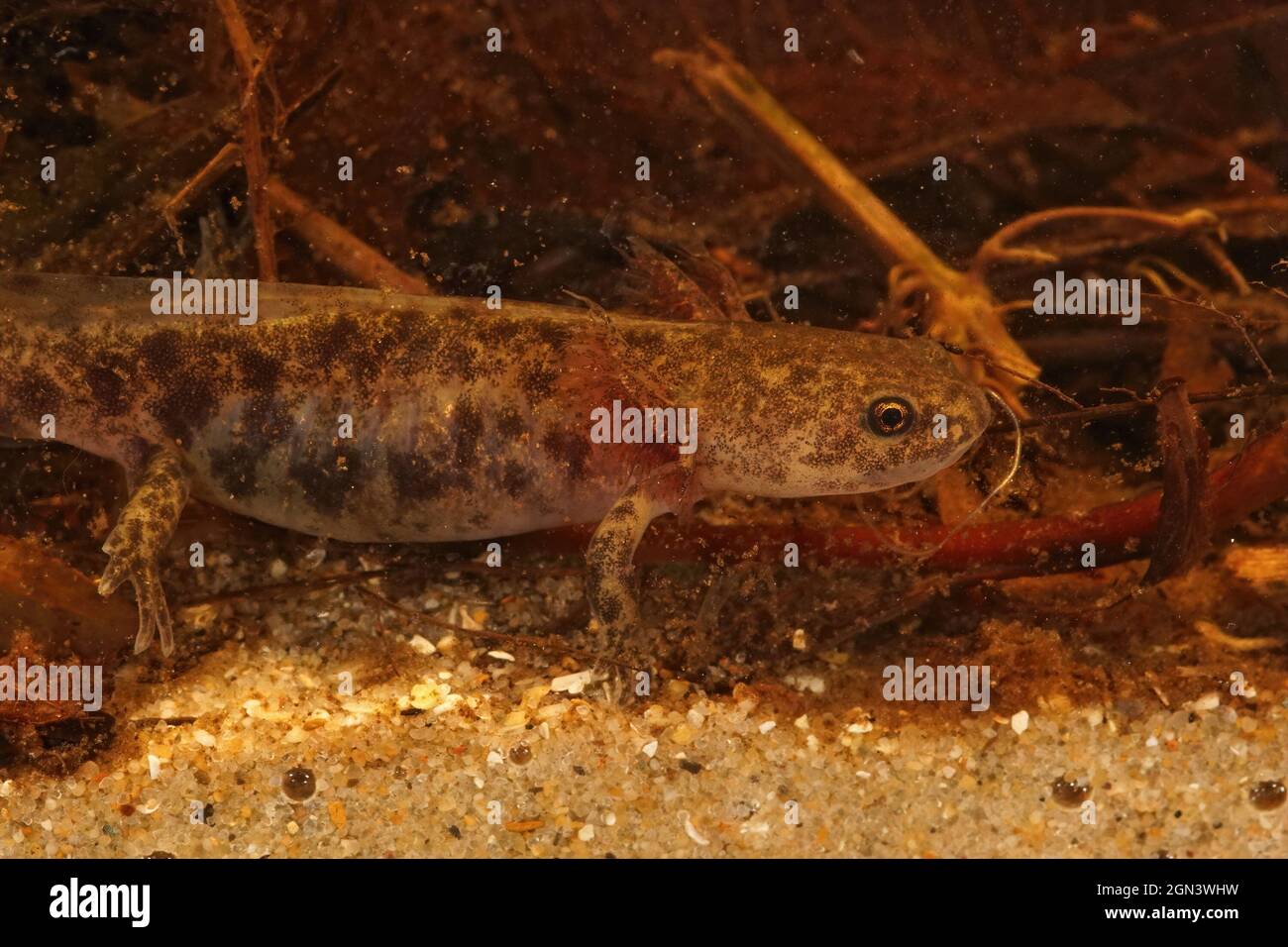 Closeup on a larvae of the endemic Hokkaido salamander, Hynobius retardatus Stock Photo