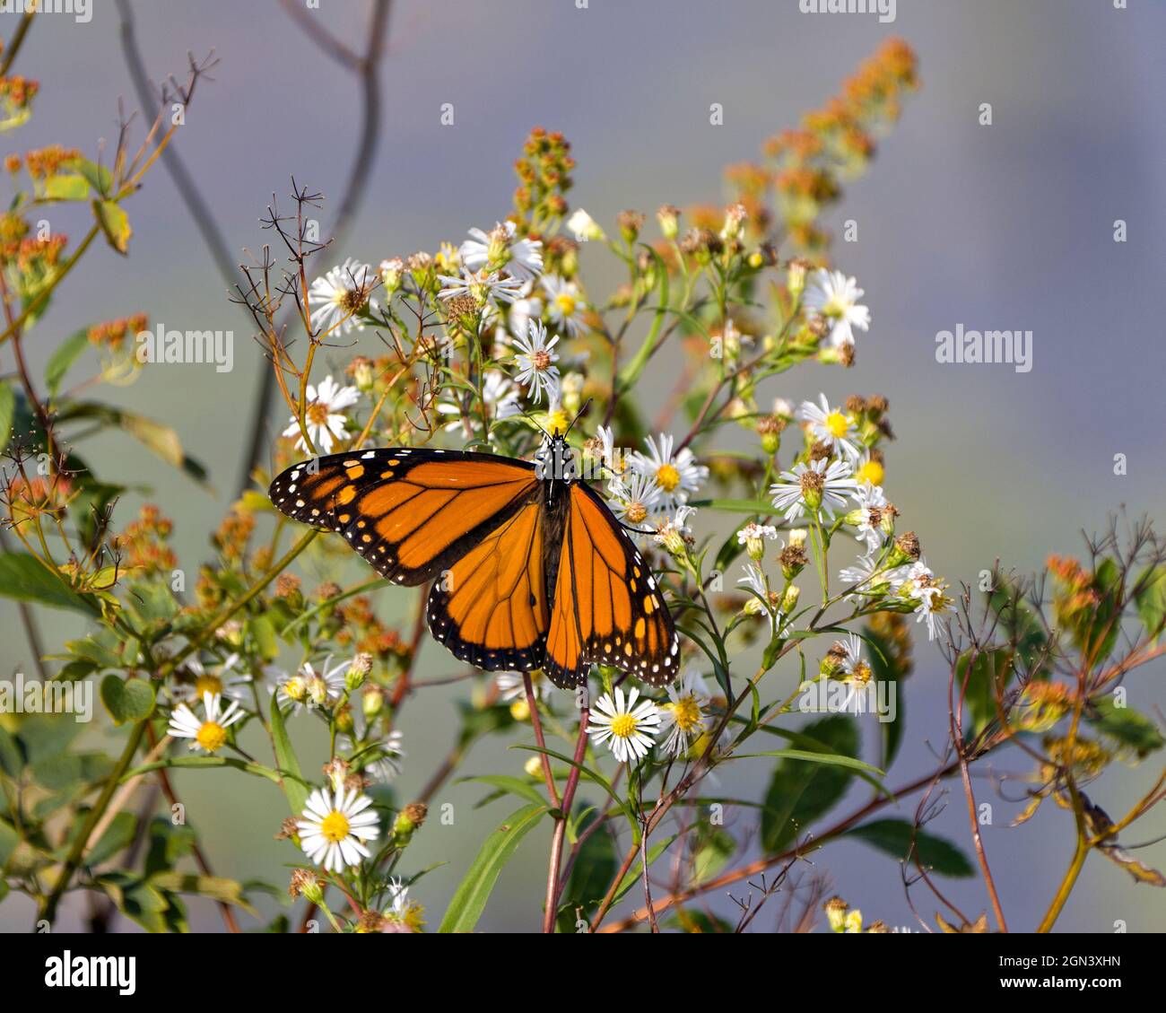 Monarch Butterfly sipping or drinking nectar from a plant with a blur background and white flowers in its environment and surrounding. Butterfly Image Stock Photo