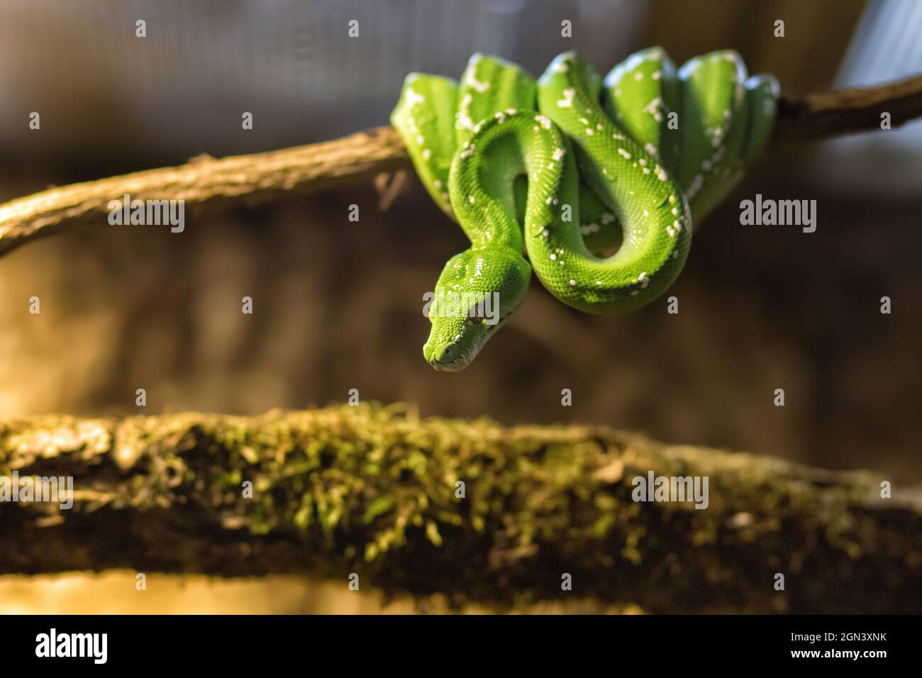 Close up of a green tree python [Morelia viridis] Stock Photo