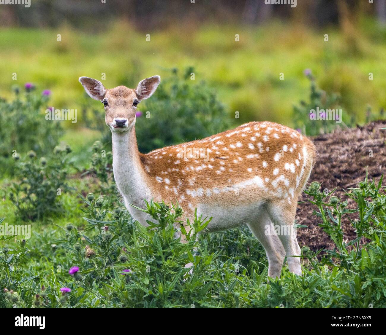 Deer close-up profile view in the field with grass and wildflowers background in his environment and surrounding habitat. Fallow Deer Image Stock Photo - Alamy Deer close-up profile view in the field with grass and wildflowers background in his environment and surrounding habitat. Fallow Deer Image Stock Photo - Alamy
