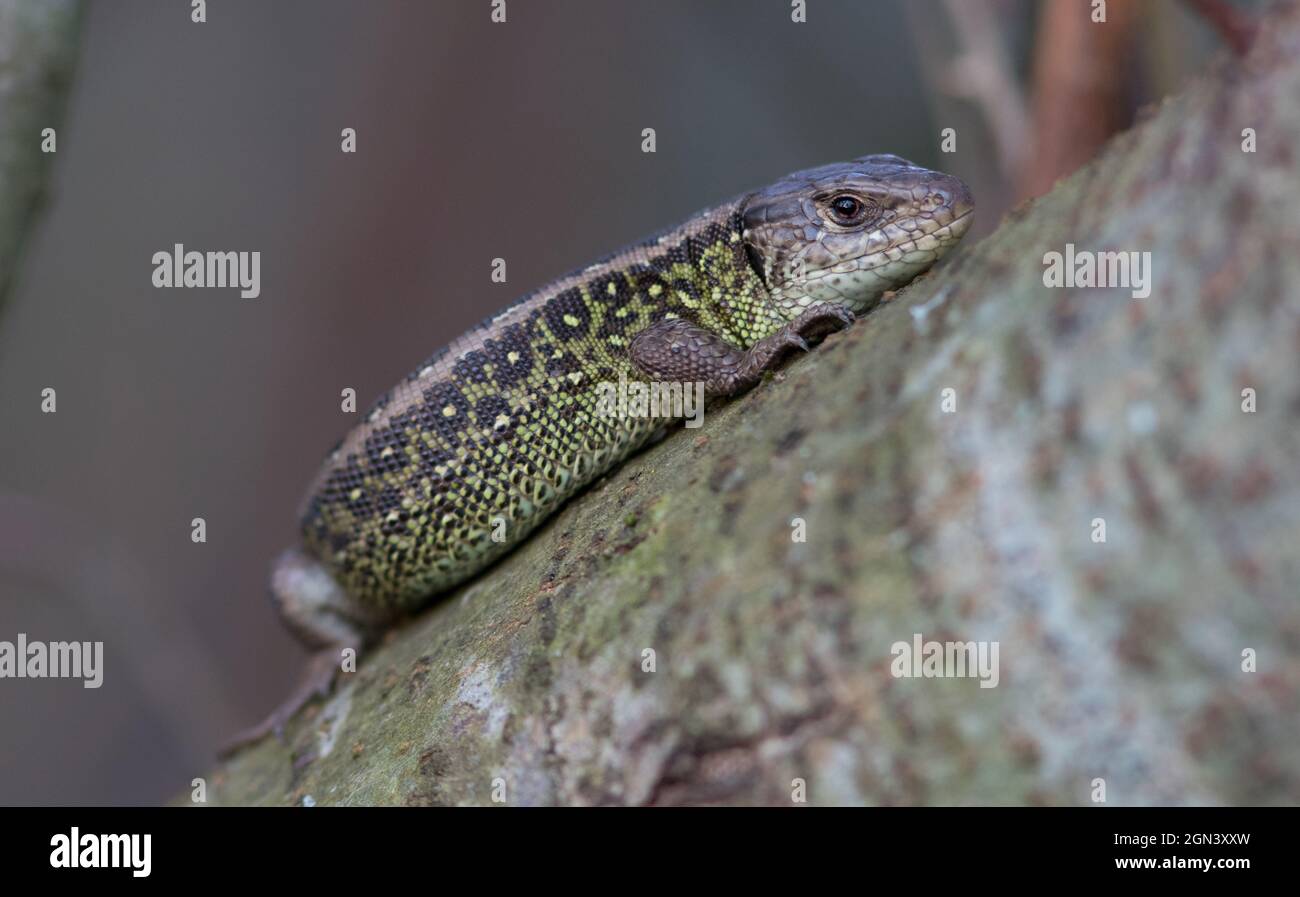 Close up of a sand lizard [Lacerta agilis] Stock Photo - Alamy