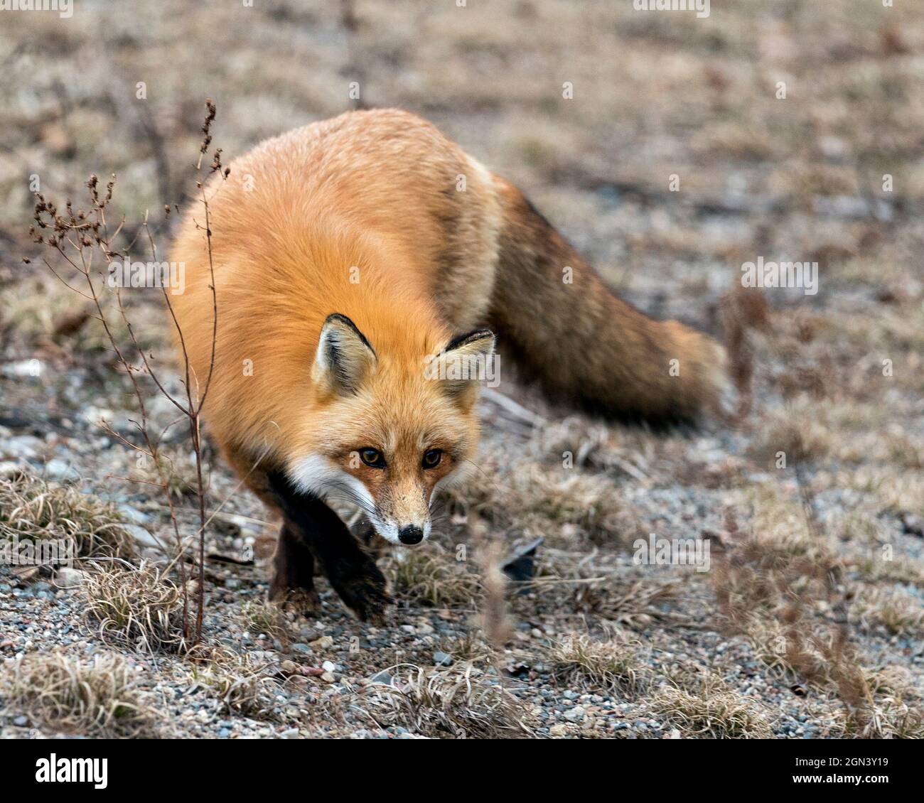 Red Fox close-up profile view foraging in the spring season with blur ...