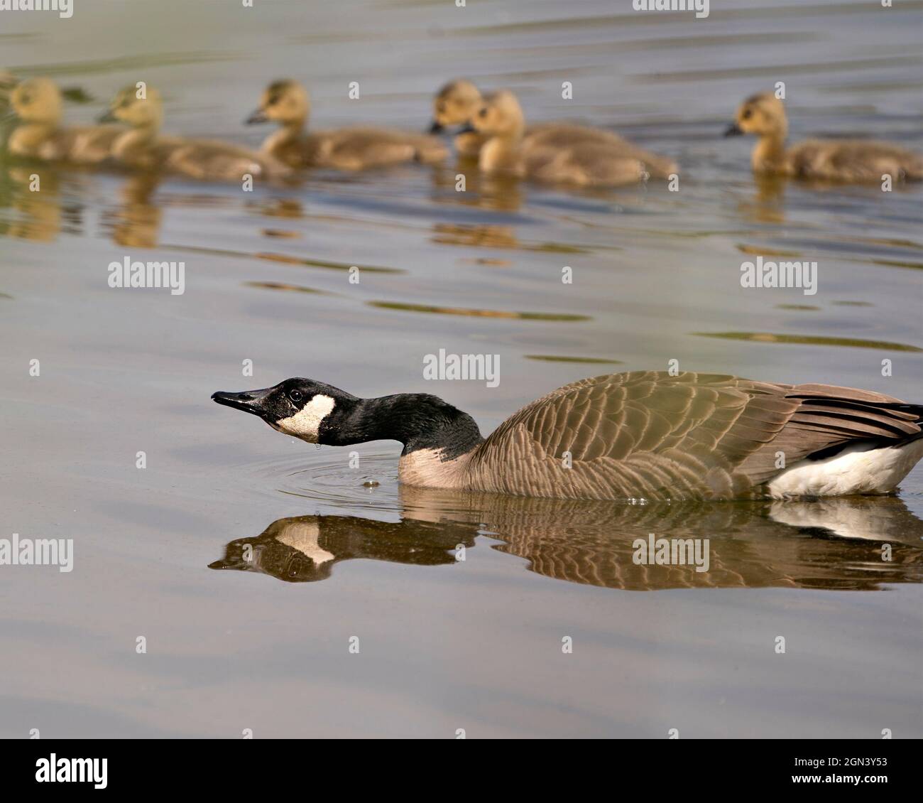 Canadian Goose with gosling babies swimming and displaying  in their environment and habitat. Canada Geese Image. Picture. Portrait. Photo. Canada Gee Stock Photo