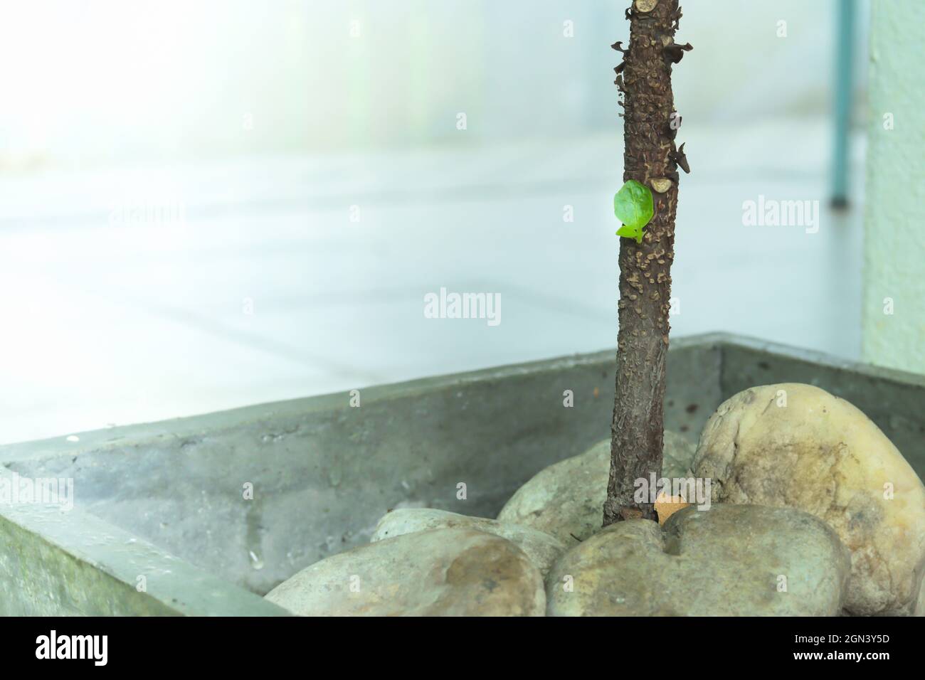 Potted plant with small green leaves growing out in the middle of the trunk. Copy space. Stock Photo