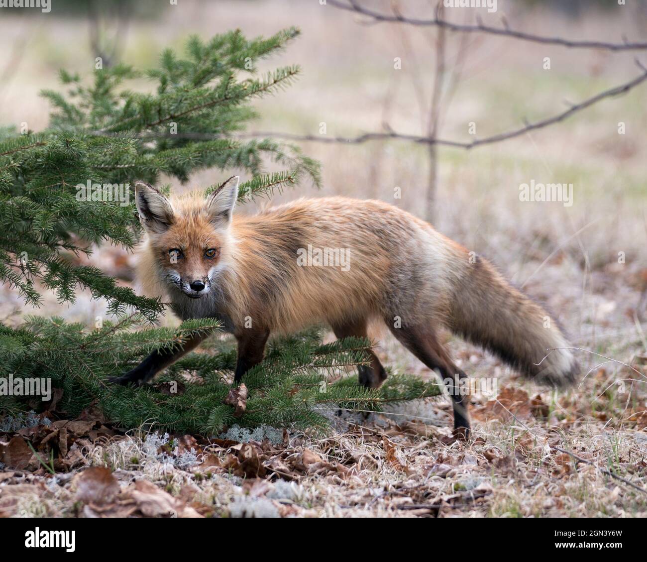 Red Fox close-up profile view side view in the spring season with blur