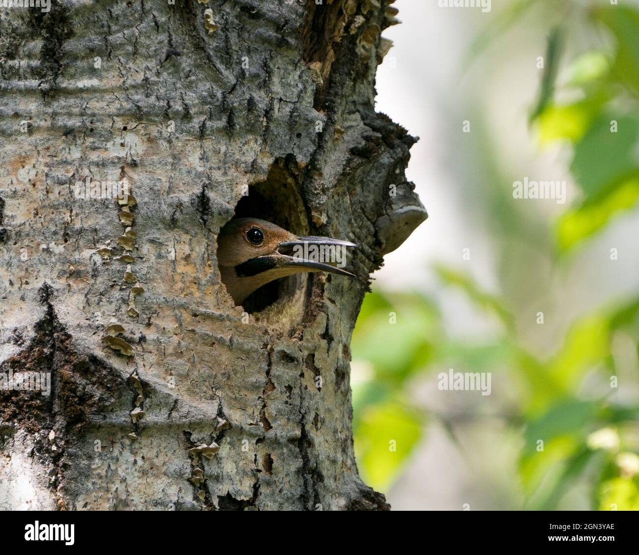 Northern Flicker bird head shot closeup view with open beak in its