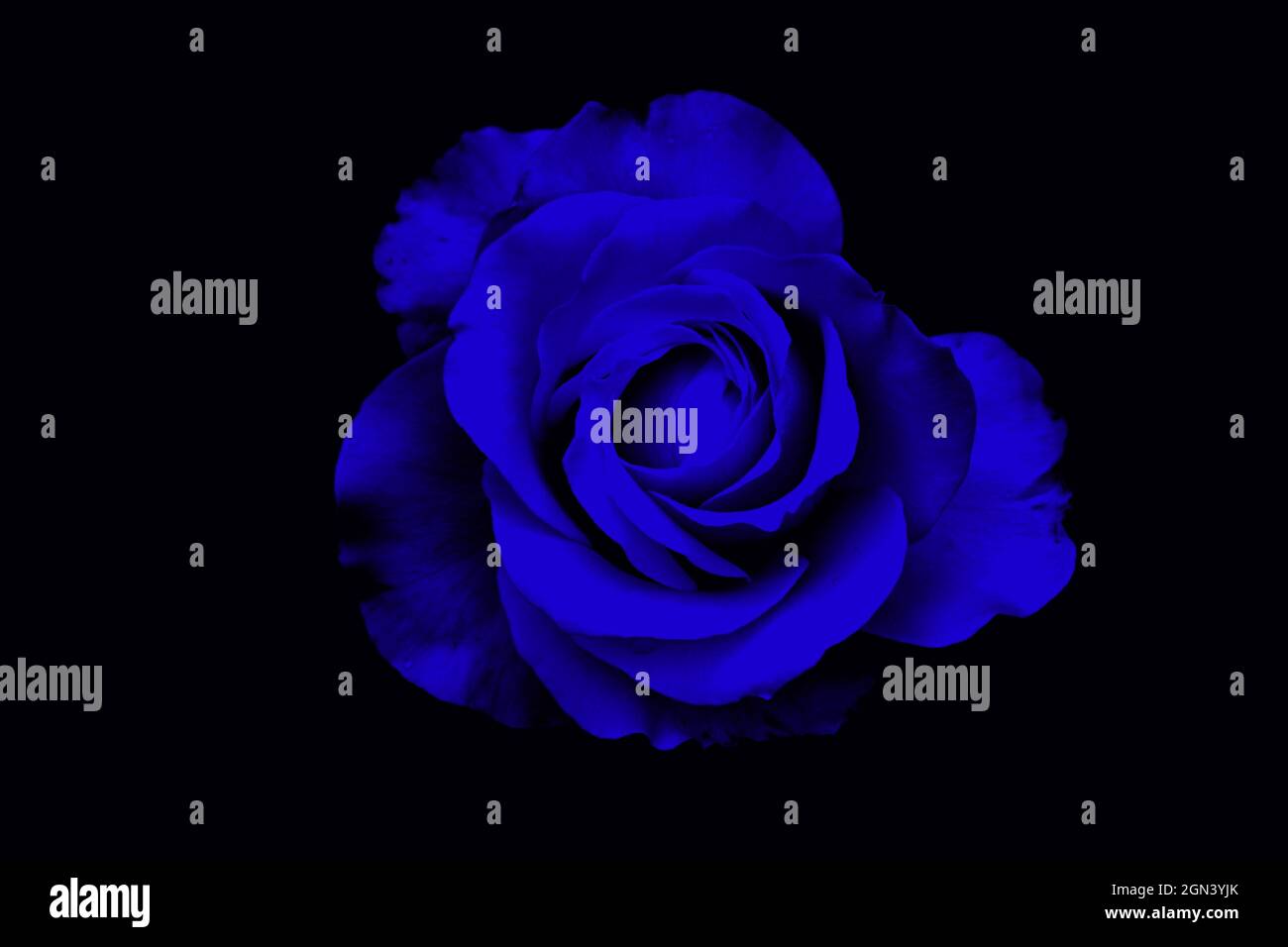 Blue rose isolated on a black background Stock Photo - Alamy