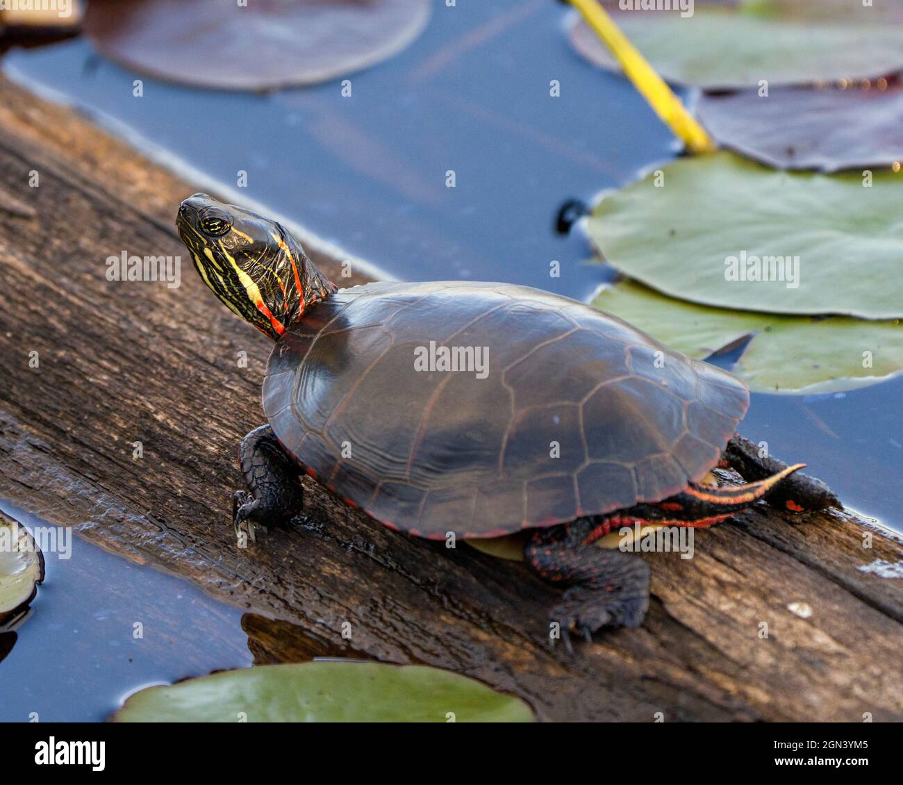 Painted turtle on a log in the pond with lily pad pond, water lilies