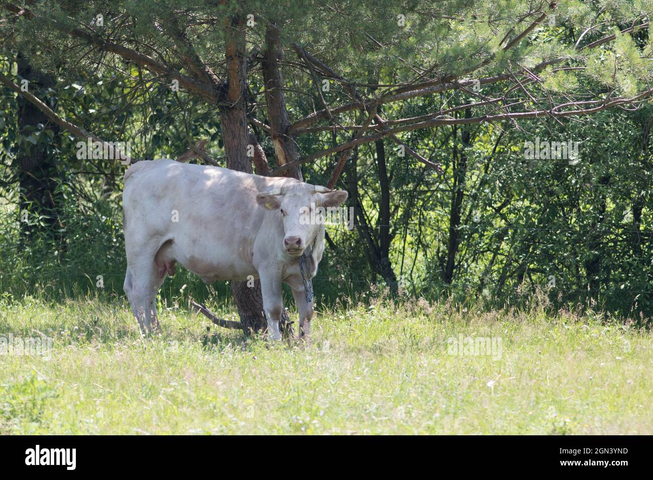 Close up of a cow in a meadow Stock Photo - Alamy