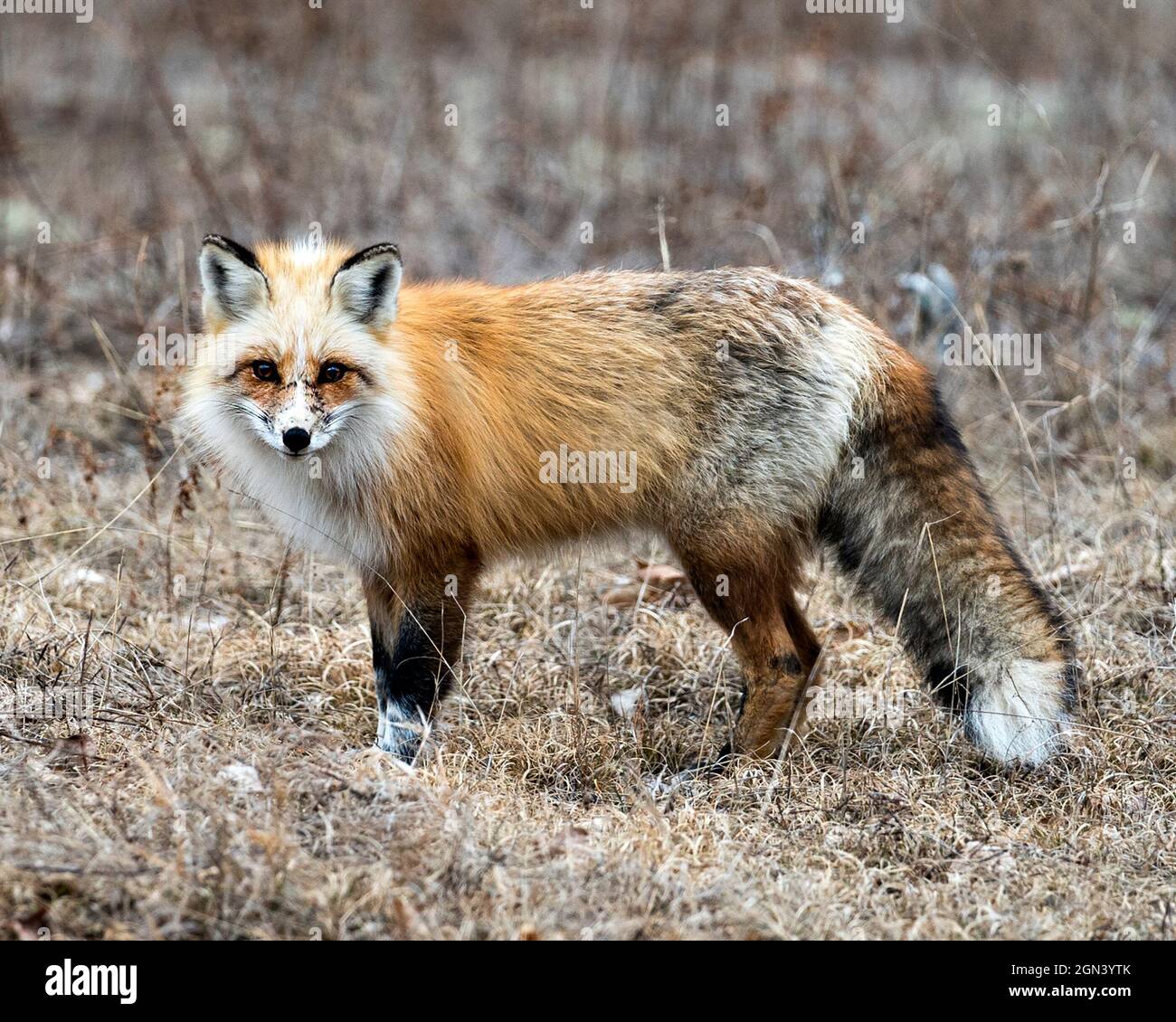 Background red Fox fur. Thick red Fox fur Stock Photo