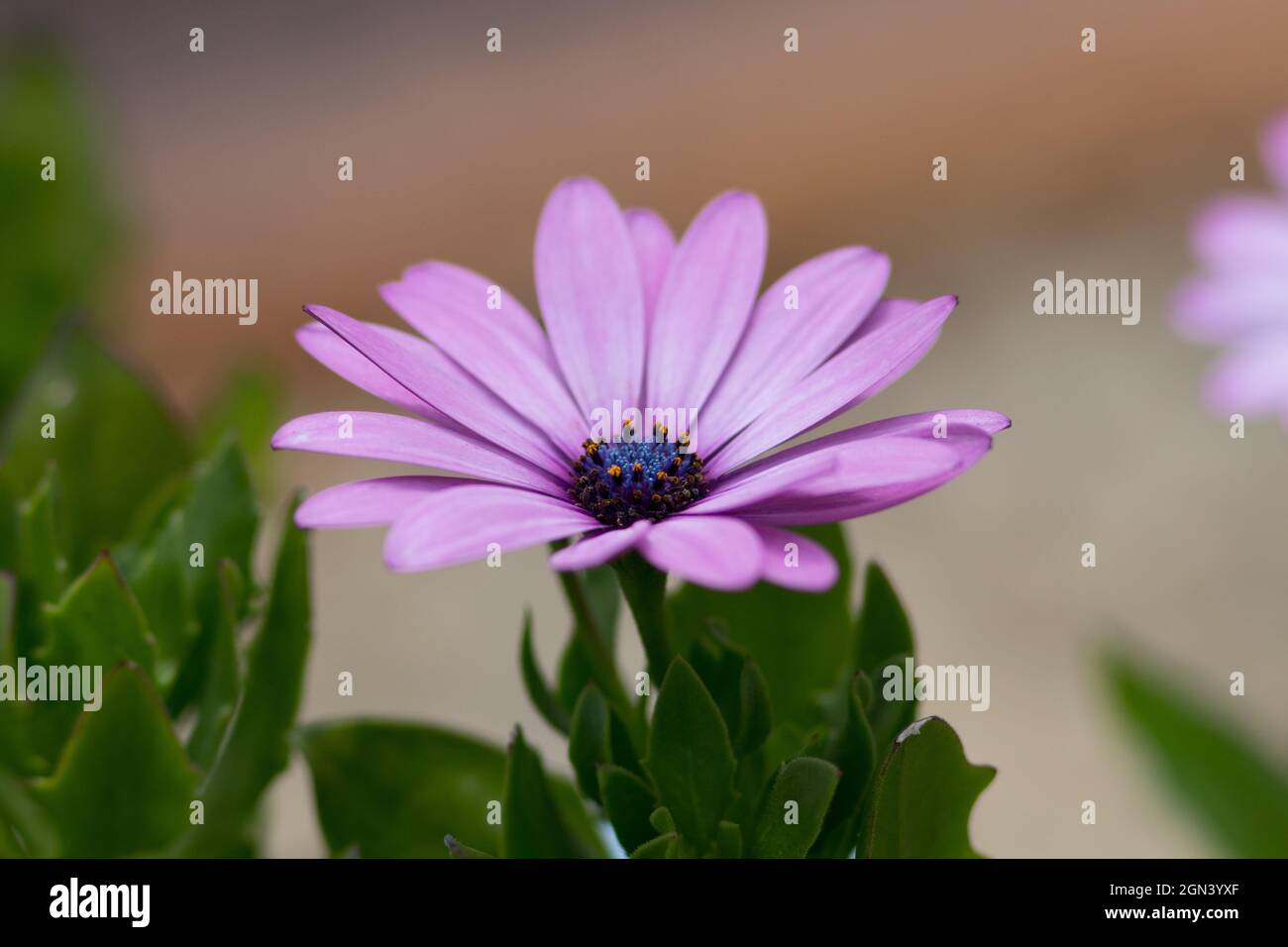 Pink Marguerite Daisy Flower Blooming In The Garden Stock Photo