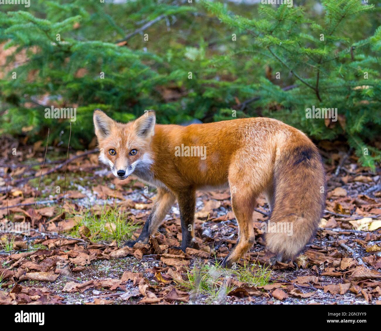 Fox awesome animal picture hi-res stock photography and images - Alamy