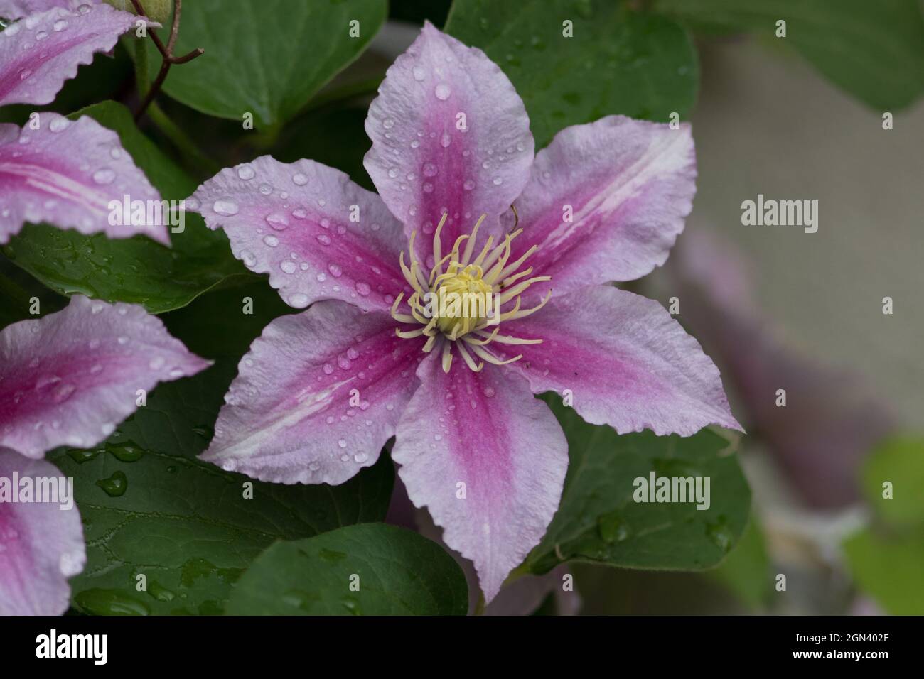 Close up of a pink clematis Stock Photo