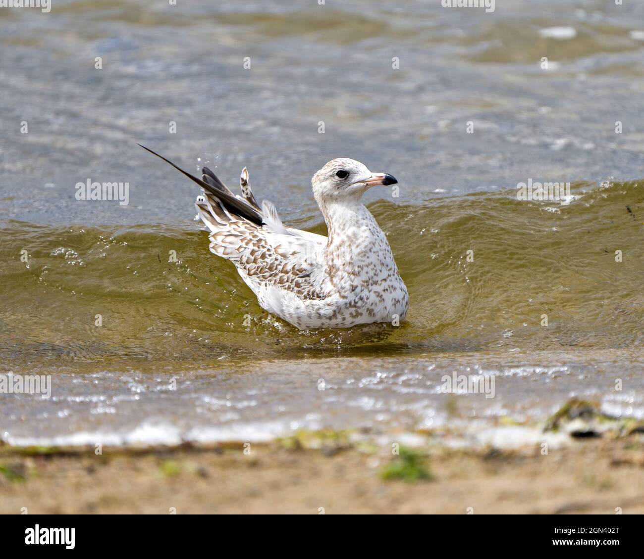 Seagull close-up profile view with splashing ripple water in its habitat  surrounding and environment displaying wings, eye, beak, feather Stock  Photo - Alamy