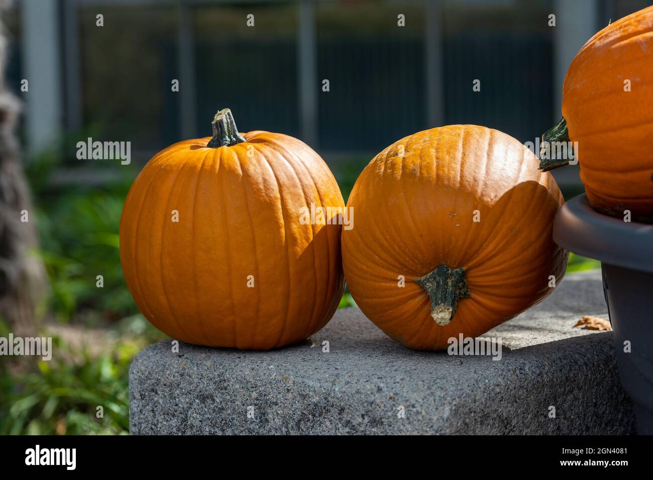 Pumpkins outside in a public park short before Halloween at a sunny day in fall. Stock Photo