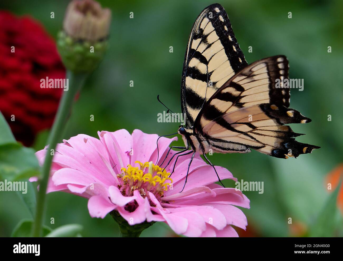 Close up of a Monarch butterfly pollinating a flower Stock Photo