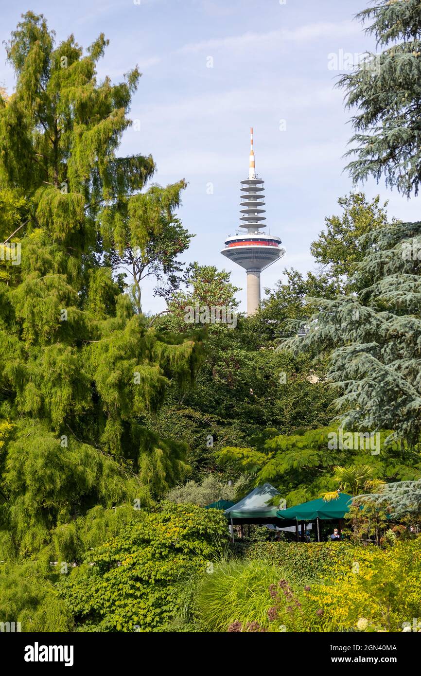 View to the television tower of Frankfurt Main at a sunny day in summer. Stock Photo