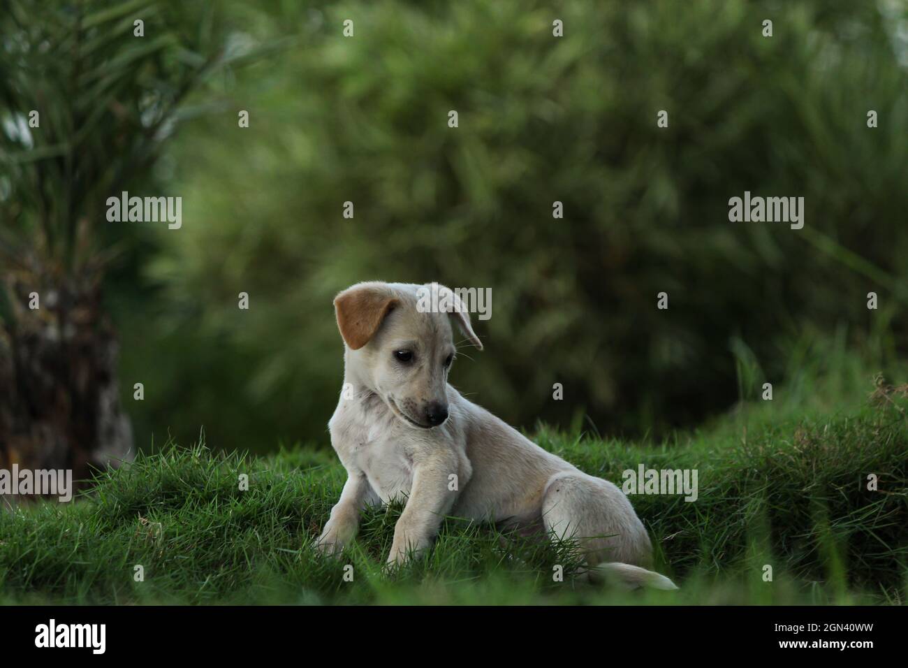 the dog puppies and the dog feeding the puppy. Stock Photo