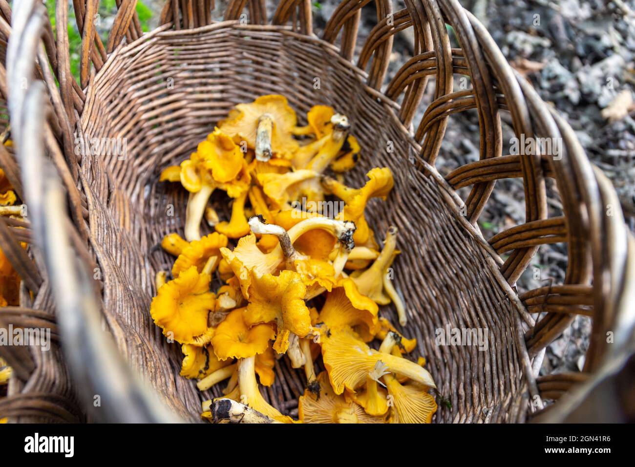 Wicker basket full of fresh raw Chanterelles (Cantharellus) mushrooms gathered during mushroom hunting in autumn  in Poland. Stock Photo