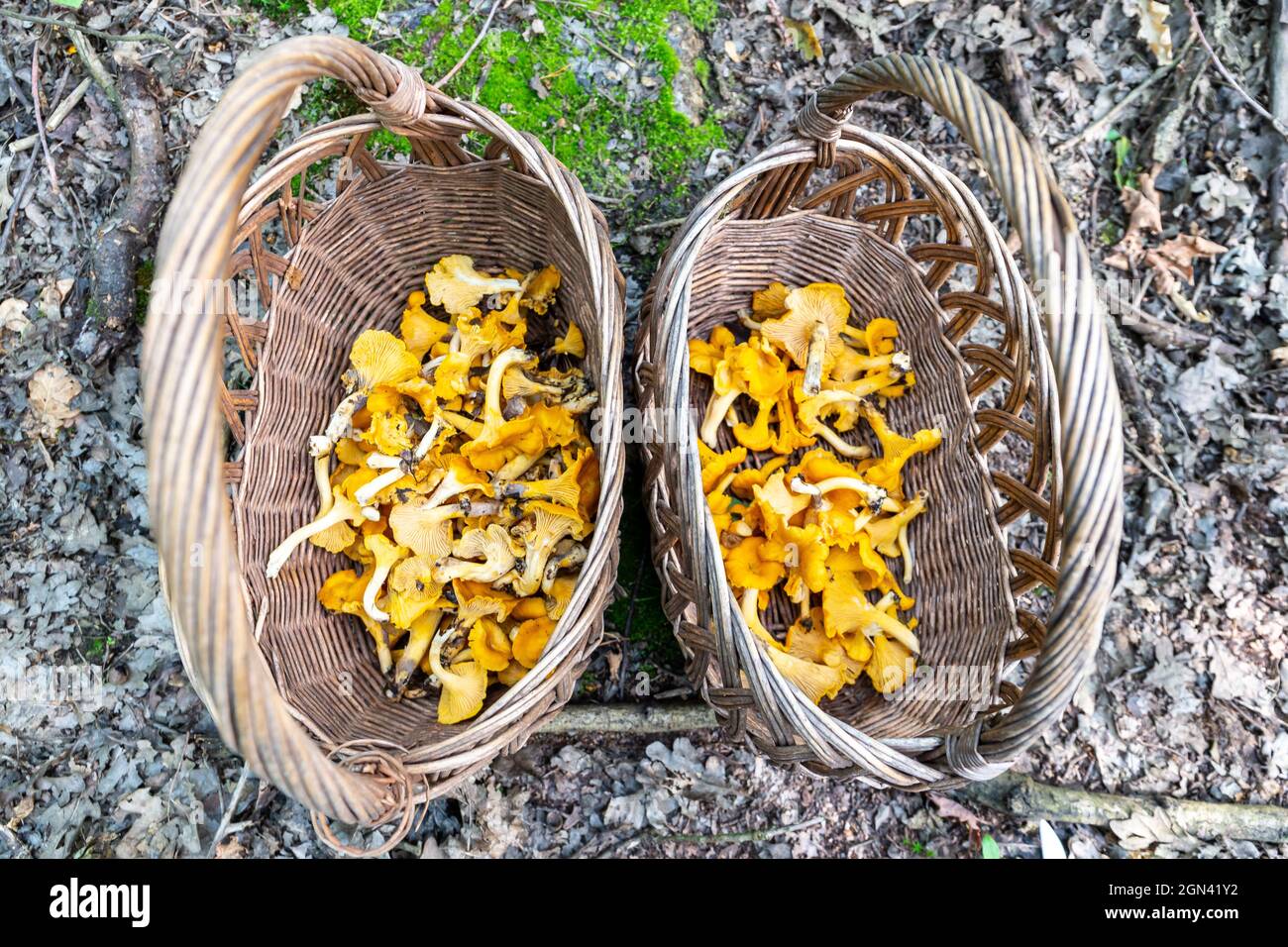 Two wicker baskets full of fresh raw Chanterelles (Cantharellus)  mushrooms gathered during mushroom hunting in autumn  in Poland. Stock Photo