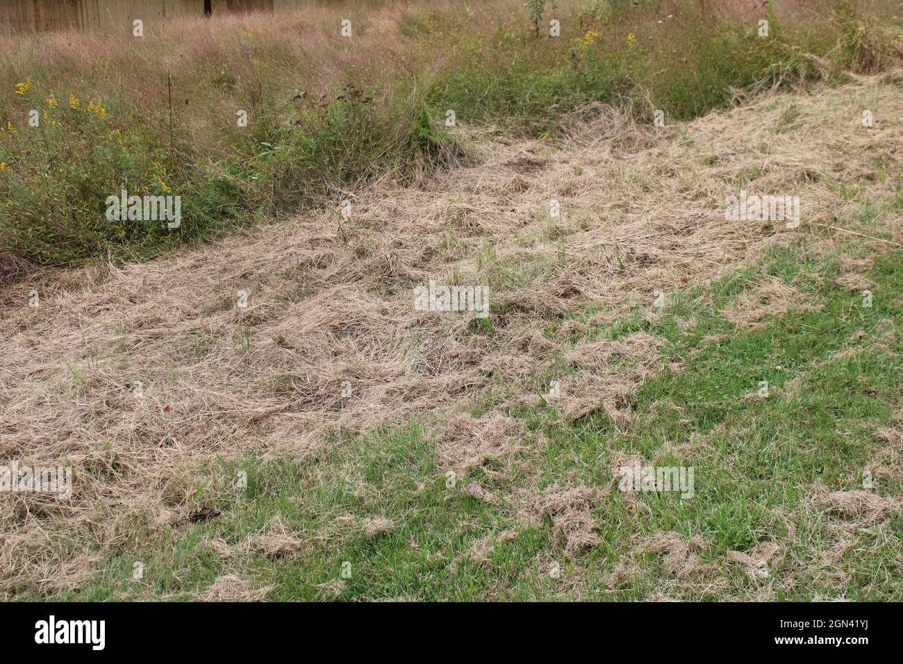 Dead Grass Clippings from a Mowed Field Edge Stock Photo