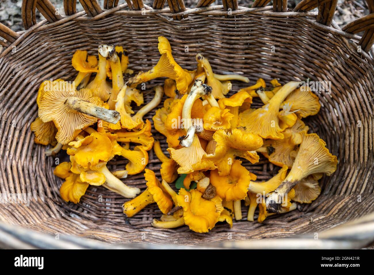 Wicker basket full of fresh raw Chanterelles (Cantharellus) mushrooms gathered during mushroom