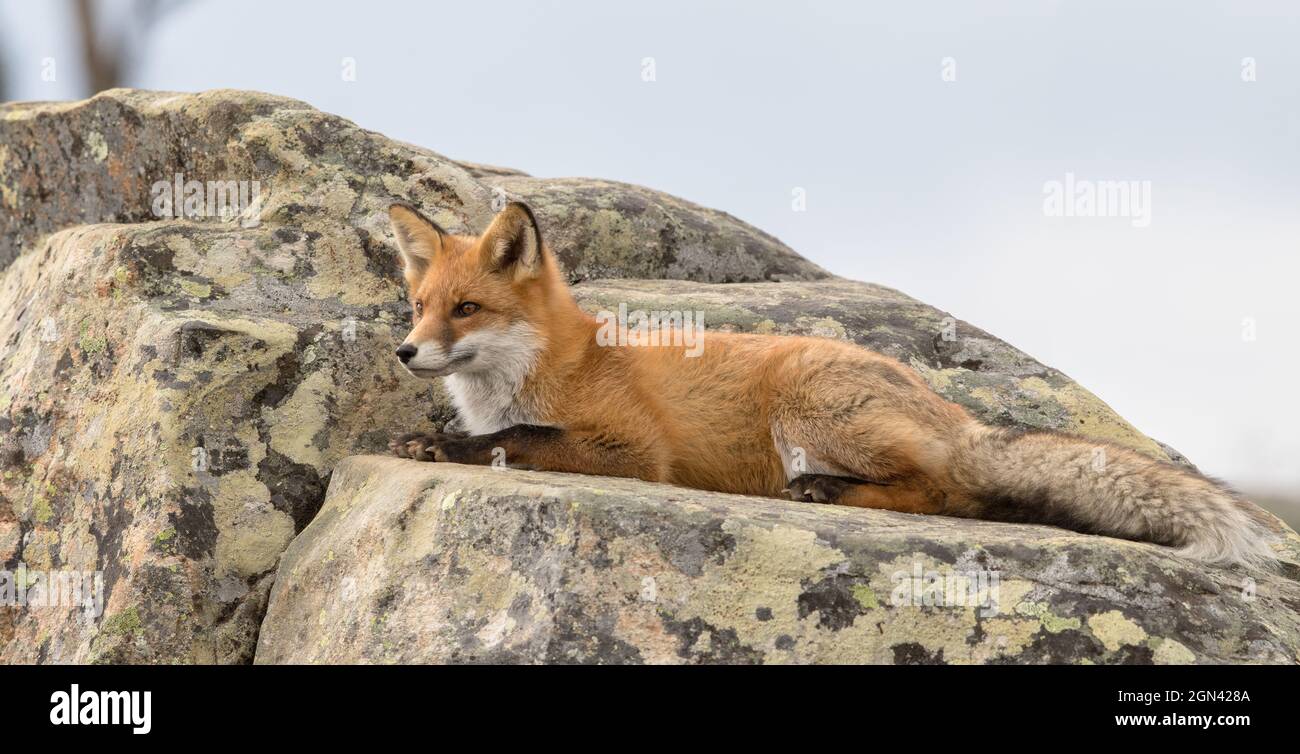 Portrait of a Red fox Vulpes vulpes resting on a rock Stock Photo - Alamy
