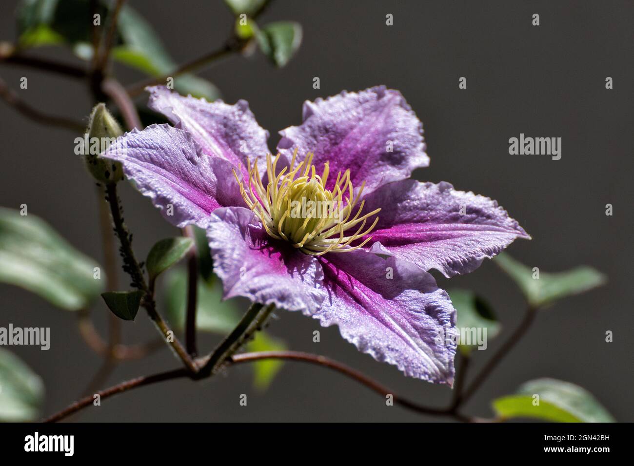Close up of a pink clematis Stock Photo