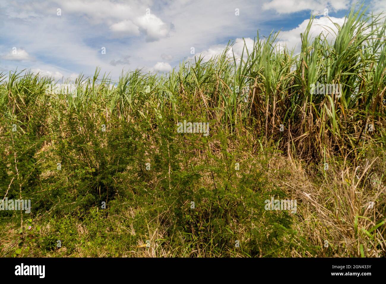 Sugar cane field in Valle de los Ingenios valley near Trinidad, Cuba Stock Photo Alamy