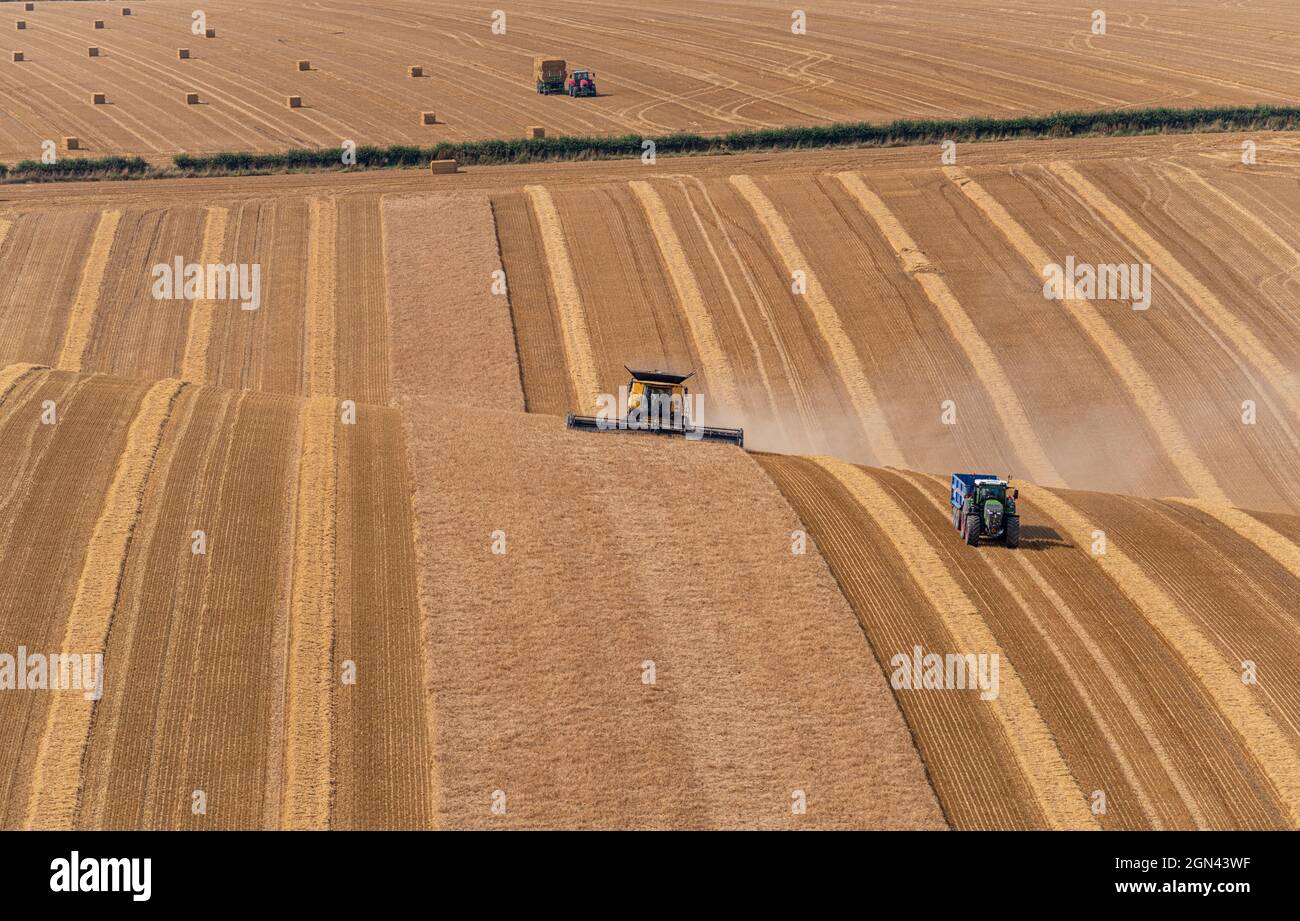 A Combine Harvester and Tractor harvesting a grain crop in a golden rolling hills field with lines on a sunny day. Stock Photo