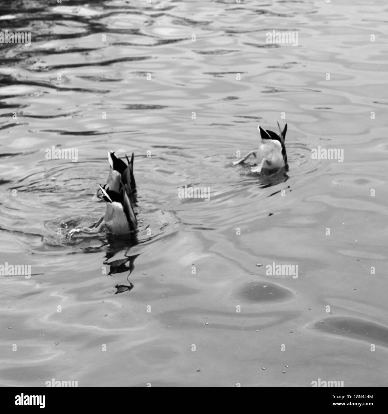 Diving ducks Black and White Stock Photos & Images Alamy