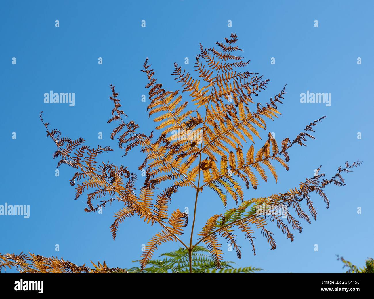 Fern leaf pattern hi-res stock photography and images - Alamy