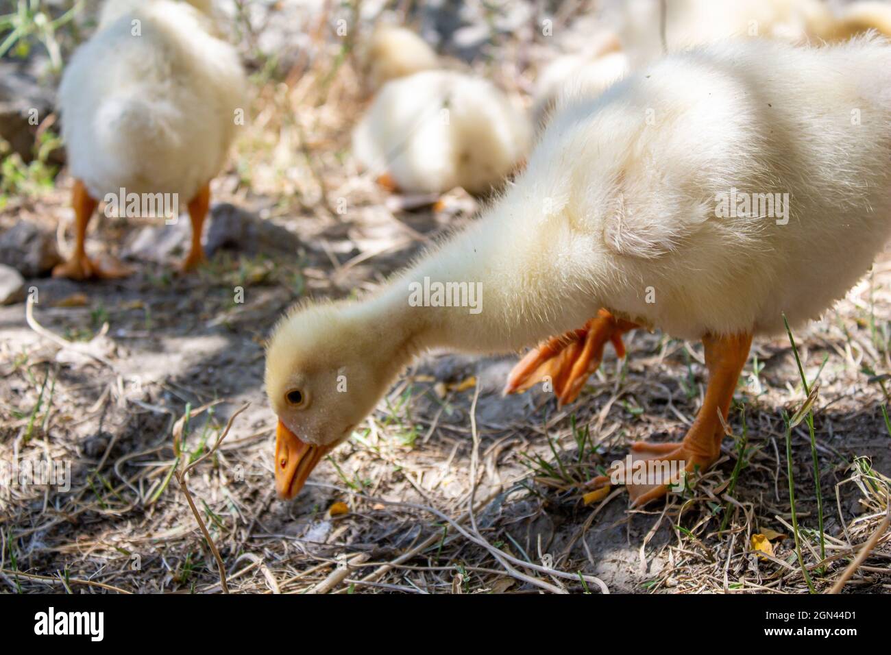 Baby goslings are looking something to eat. Closeup photo of baby geese. Stock Photo