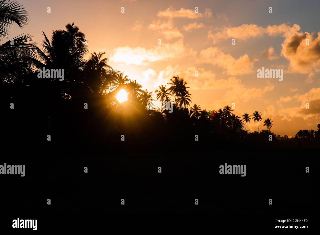 Silhouettes of palm trees under a sunset hi-res stock photography and ...